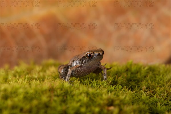 Dwarf Madagascar English frog