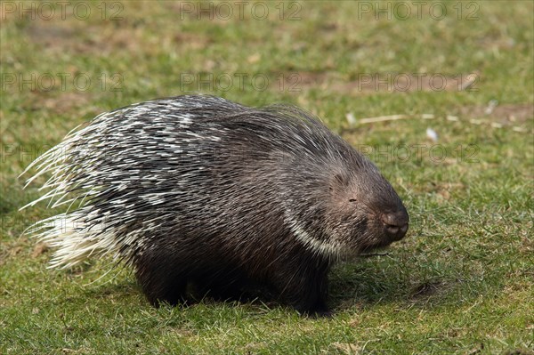 Crested porcupine