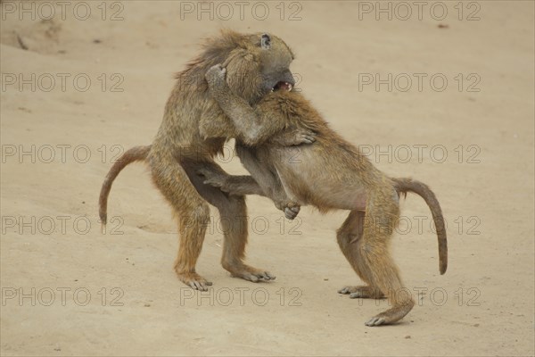 Fighting Anubis Baboon