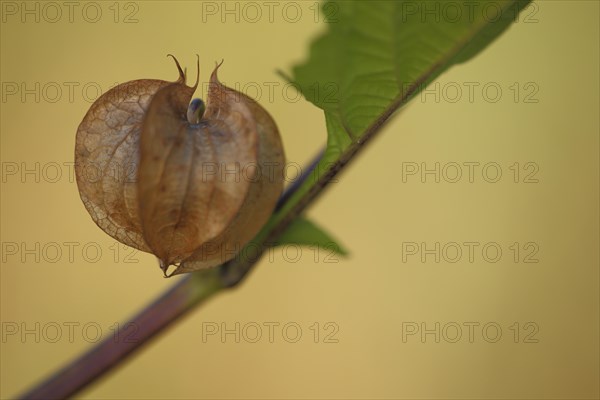 Detail of Bladder Cherry