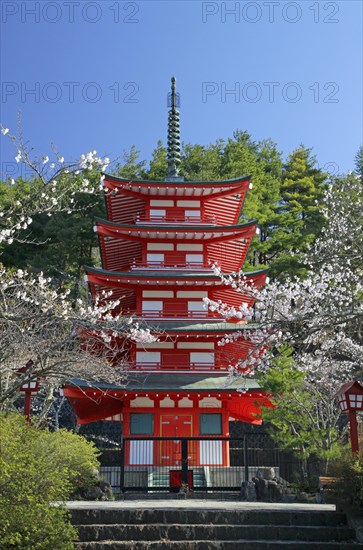 Chureito pagoda and cherry blossoms Fujiyoshida city Yamanashi Japan