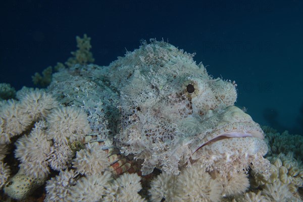 Well camouflaged false stonefish