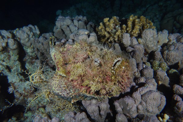 Reef stonefish