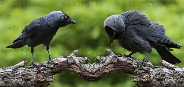 Western Jackdaw