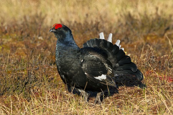 Black grouse