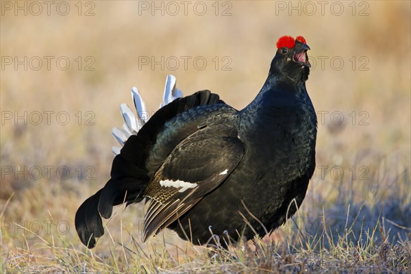 Black grouse