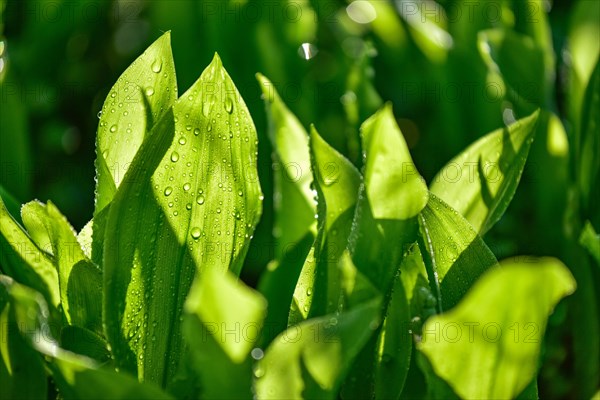 Leaves of the lily of the valley