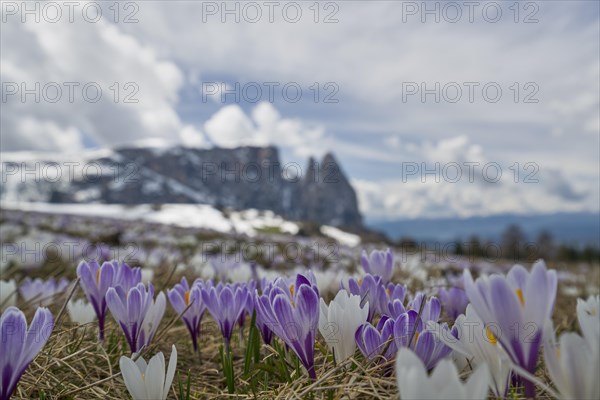 Crocus blossom