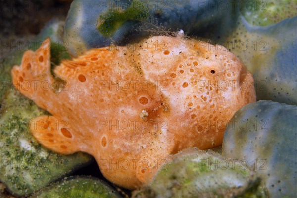 Painted frogfish