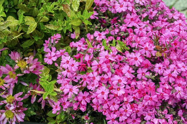 Phlox subulata