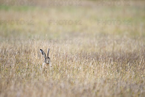 European brown hare