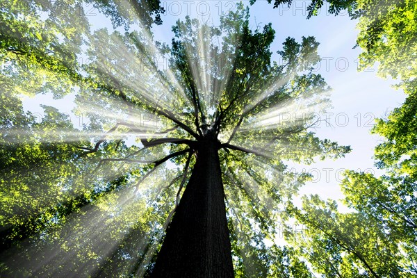 Forest of Troncais. Stebbing II remarkable oak tree