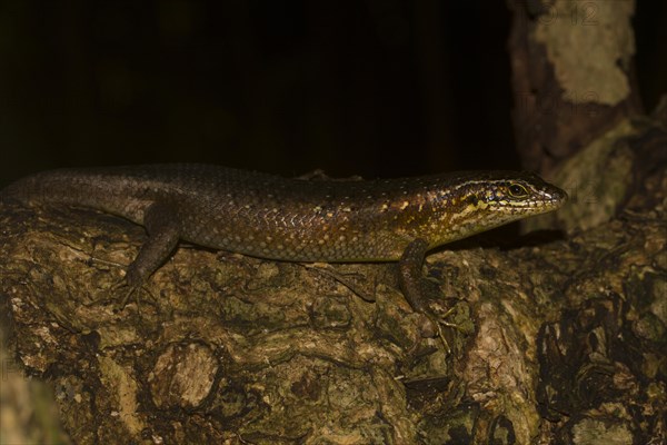 Madagascar girdled lizard