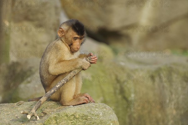 Young pigmy monkey