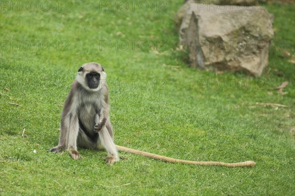 Northern plains gray langur