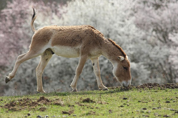 Kulan with leg movement