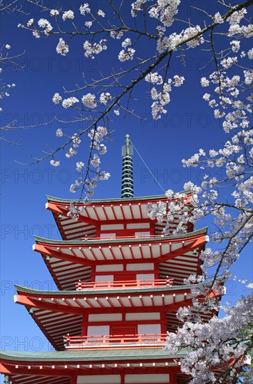 Chureito pagoda and cherry blossoms Fujiyoshida city Yamanashi Japan