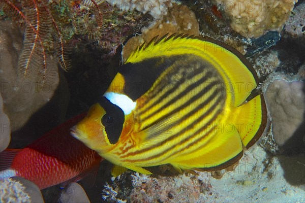 Diagonal butterflyfish