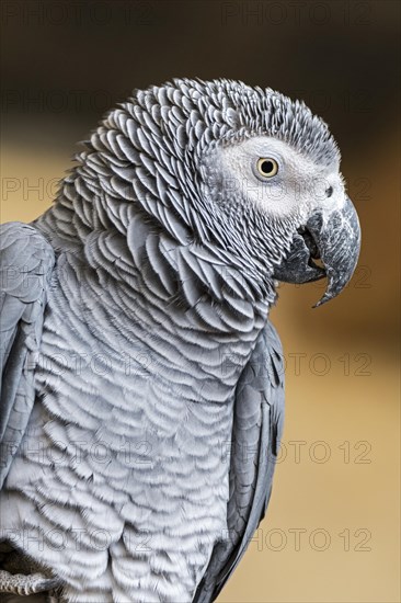 Congo grey parrot