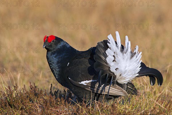 Black grouse