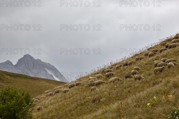 Sheep on the Col du Galibier