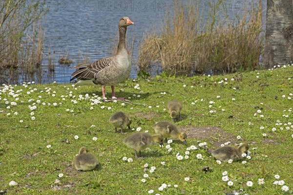 Greylag goose