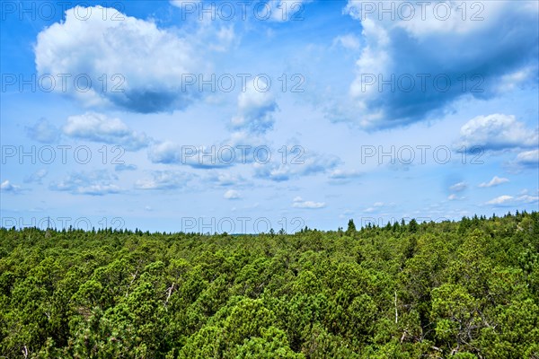 Vegetation and scenery in the Georgenfelder Hochmoor nature reserve