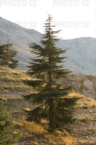 Cedar of Lebanon