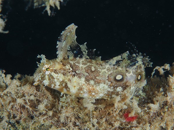 Well camouflaged sabre-tooth blenny