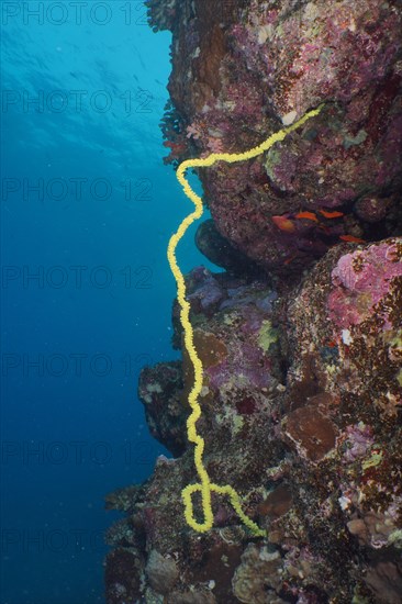 Twisted wire coral