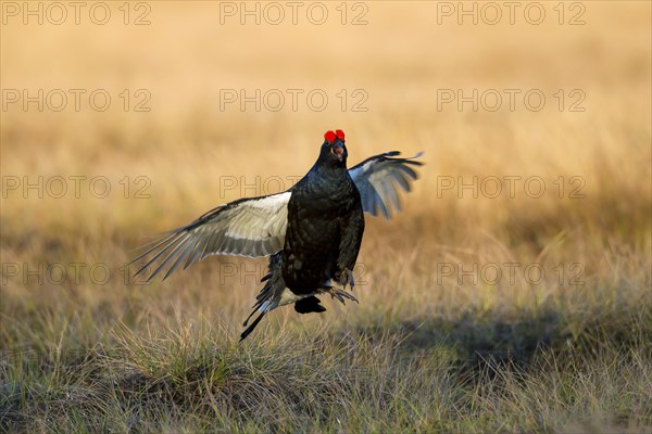 Black grouse