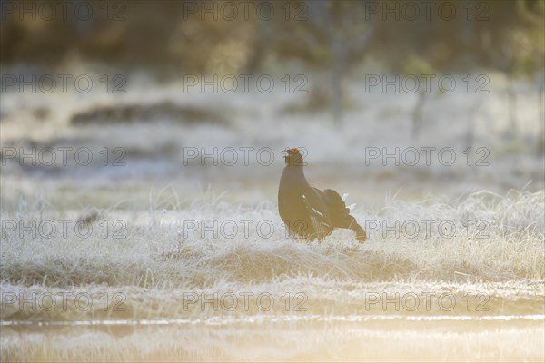 Black grouse