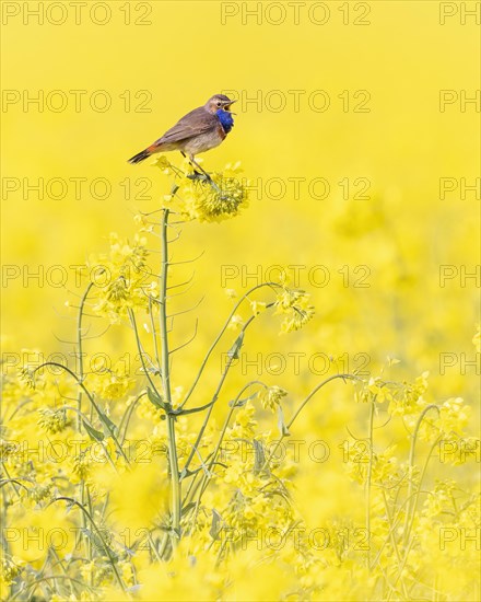 Bluethroat