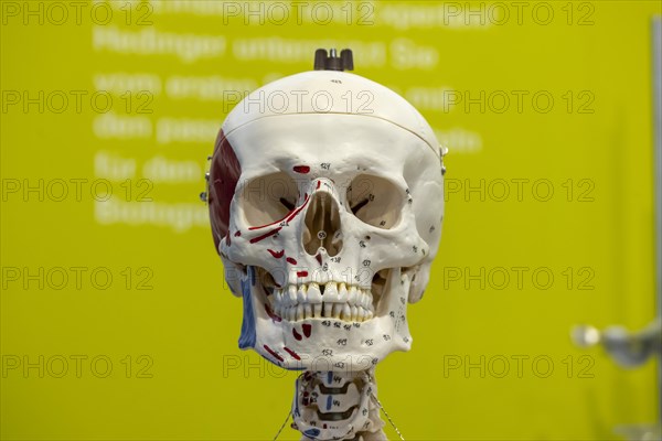 Skeleton preparation for biology lessons