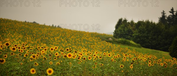 Sunflower field