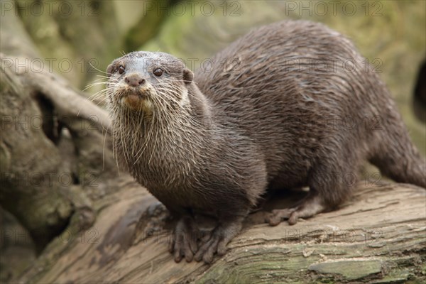 Dwarf otter