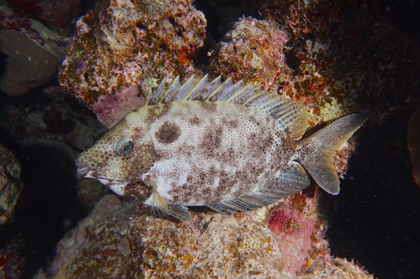 Spotted rabbitfish