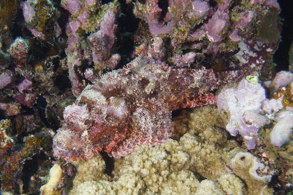 Tassled scorpionfish