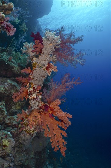 Klunzinger's tree coral