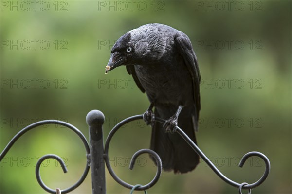 Western Jackdaw