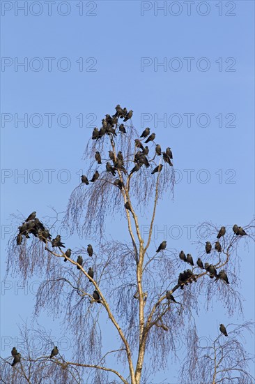 Western Jackdaw