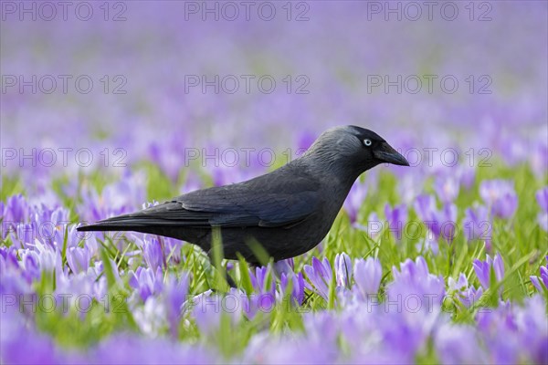 Western jackdaw