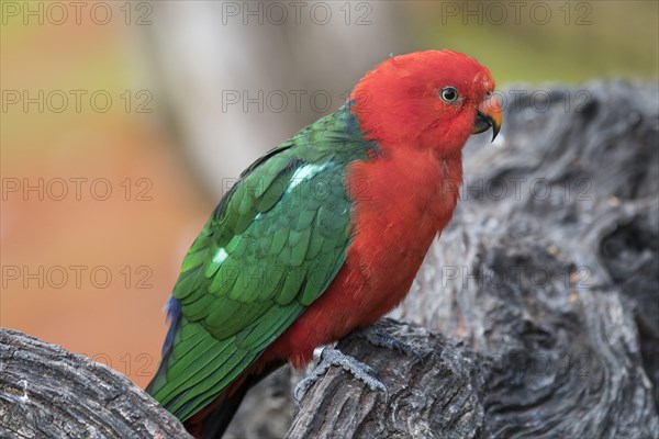 Australian king parrot