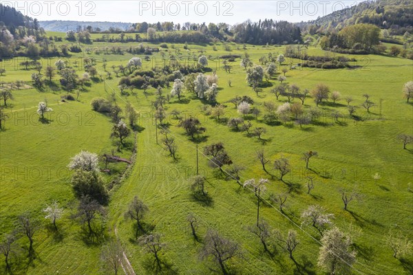 Orchard meadows in spring