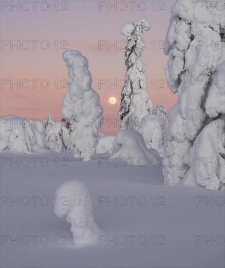 Full moon with day-night boundary and snow-covered trees over Pyhae-Luosto National Park