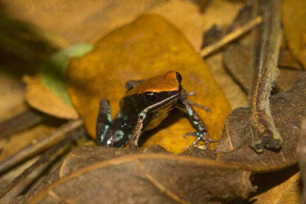 Variegated frog