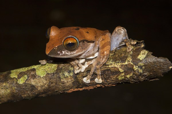 Madagascar frog