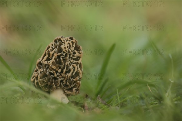 Grey edible morel