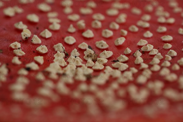 Hat of fly agaric