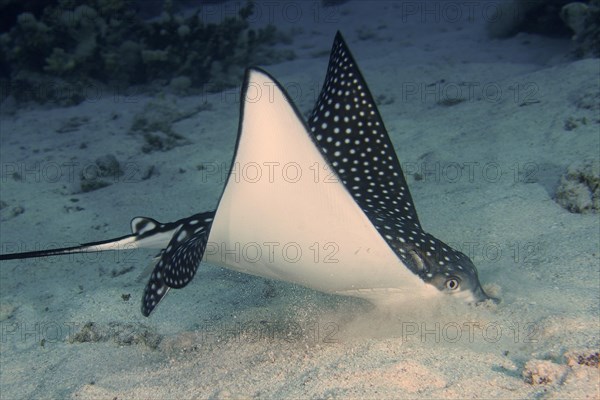 Spotted eagle ray